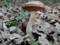 Barna érdestinóru (Leccinum scabrum), Budai-hegység